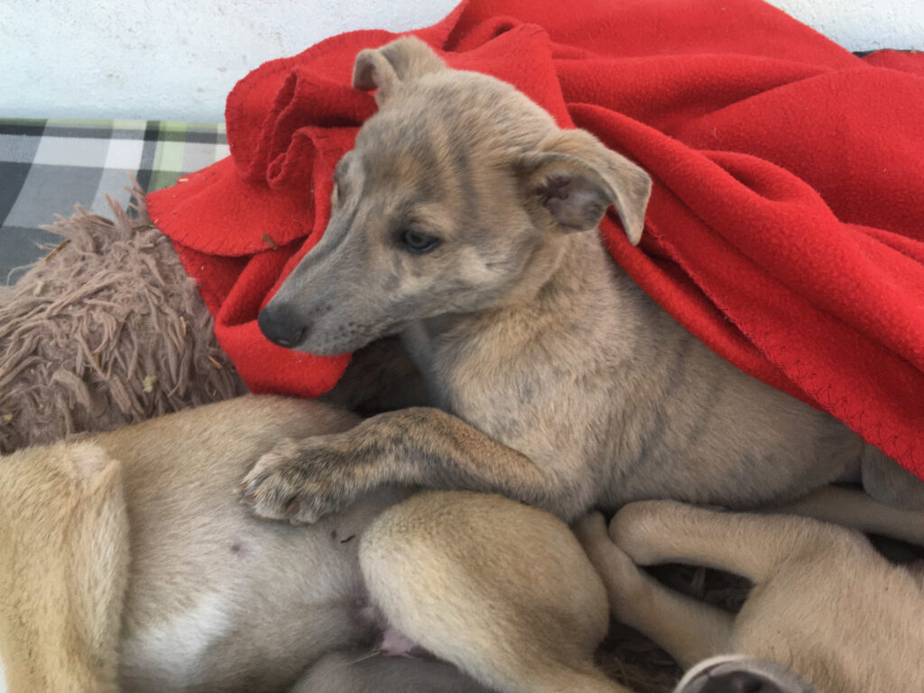 Whippetwelpe Angelas Dream Aladin