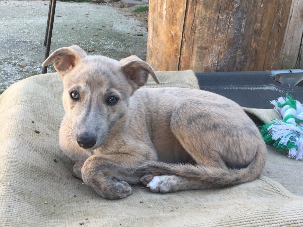 Whippetwelpe Angelas Dream Aladin