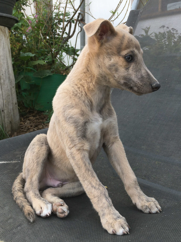 Whippetwelpe Angelas Dream Aladin