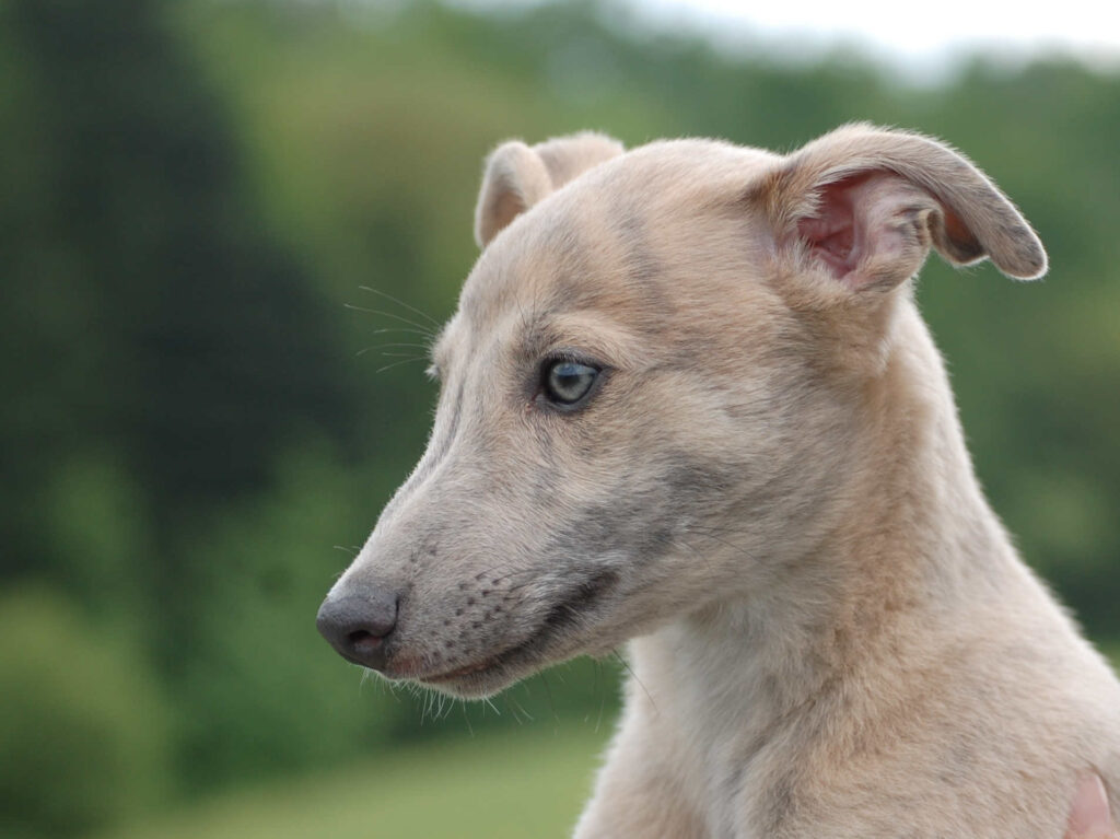 Whippetrüde Angelas Dream Aladin