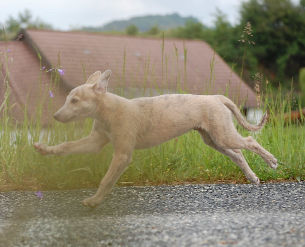 Whippetrüde Angelas Dream Aladin