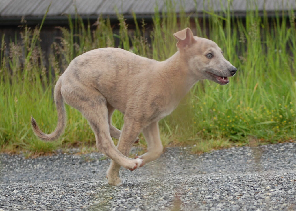 Whippetrüde Angelas Dream Aladin