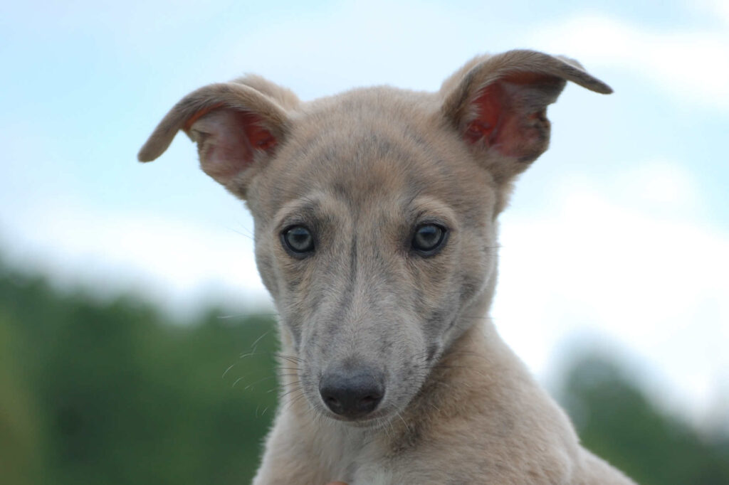 Whippetrüde Angelas Dream Aladin