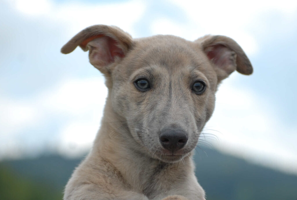 Whippetrüde Angelas Dream Aladin