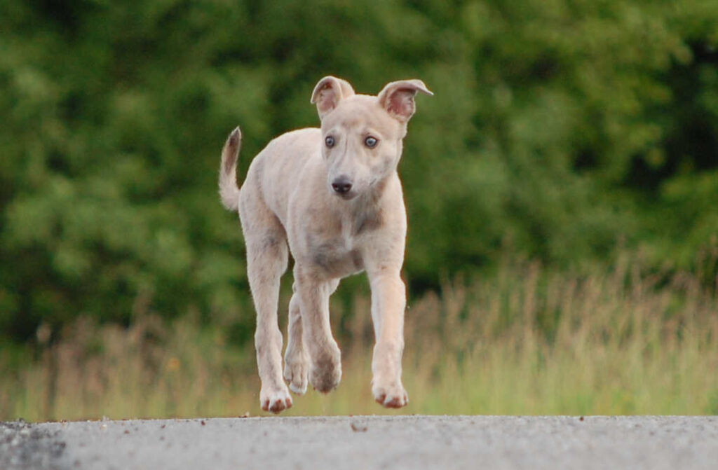 Whippetrüde Angelas Dream Aladin