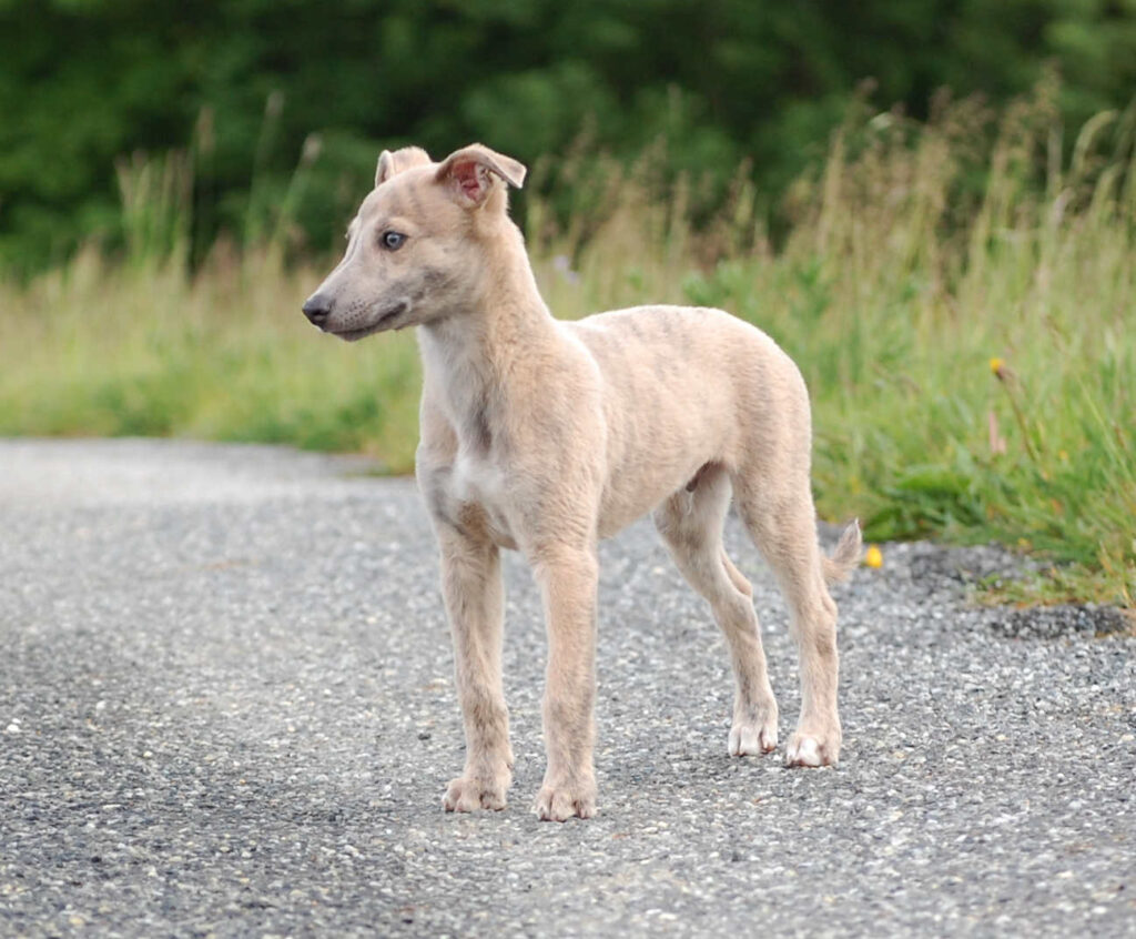 Whippetrüde Angelas Dream Aladin