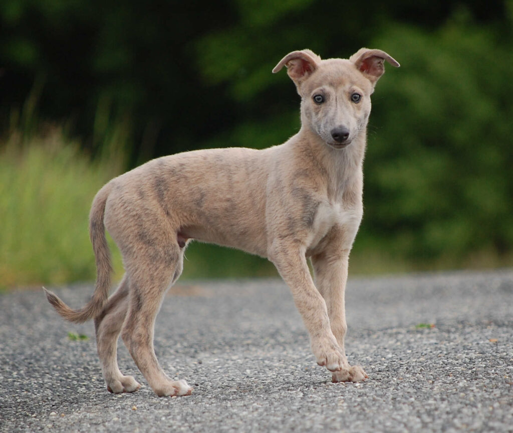 Whippetrüde Angelas Dream Aladin