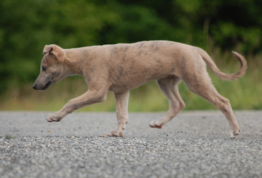 Whippetrüde Angelas Dream Aladin