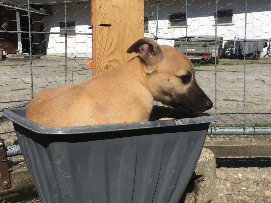 Whippetwelpe Angelas Dream Alfie