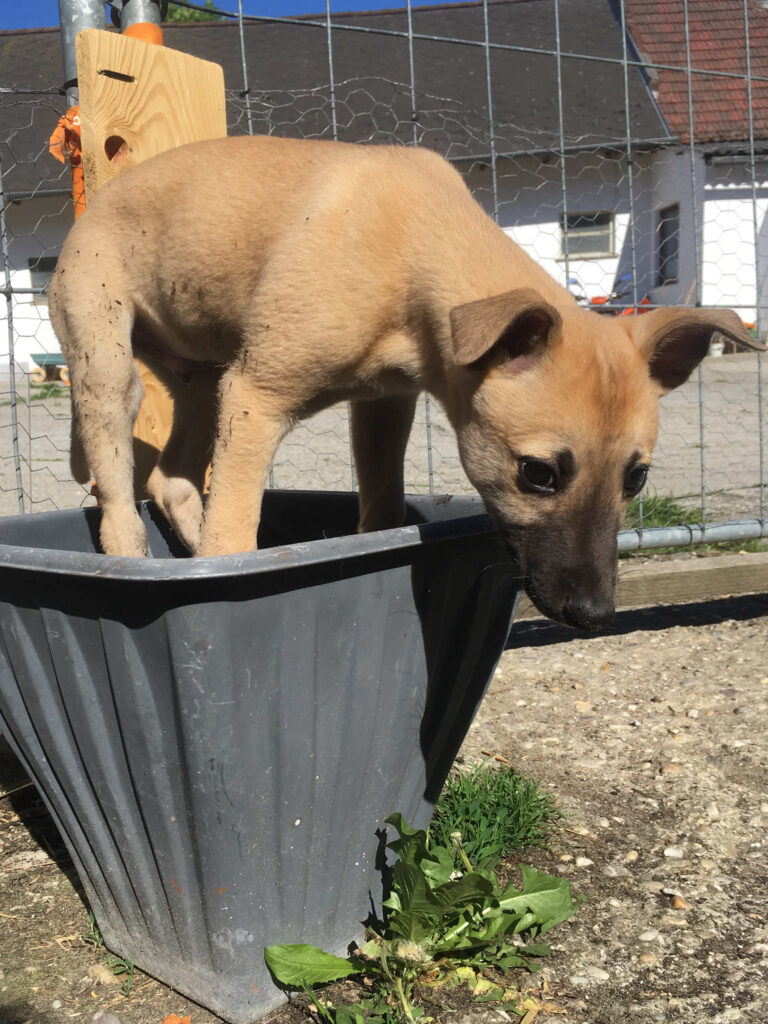 Whippetwelpe Angelas Dream Alfie