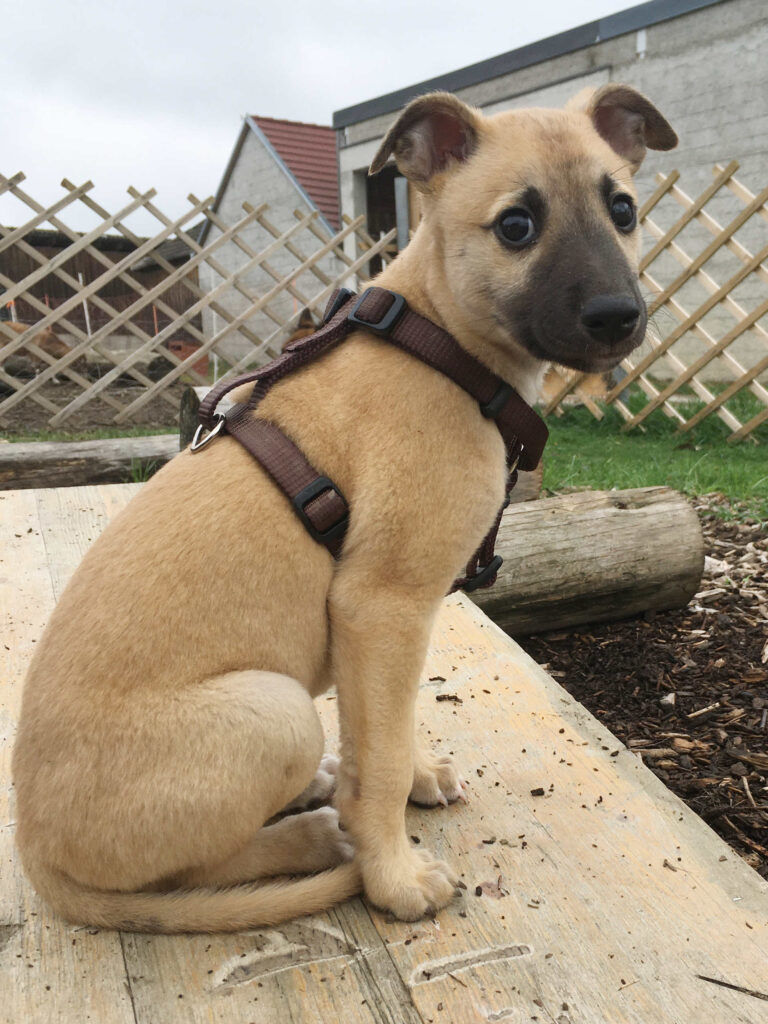 Whippetwelpe Angelas Dream Alfie