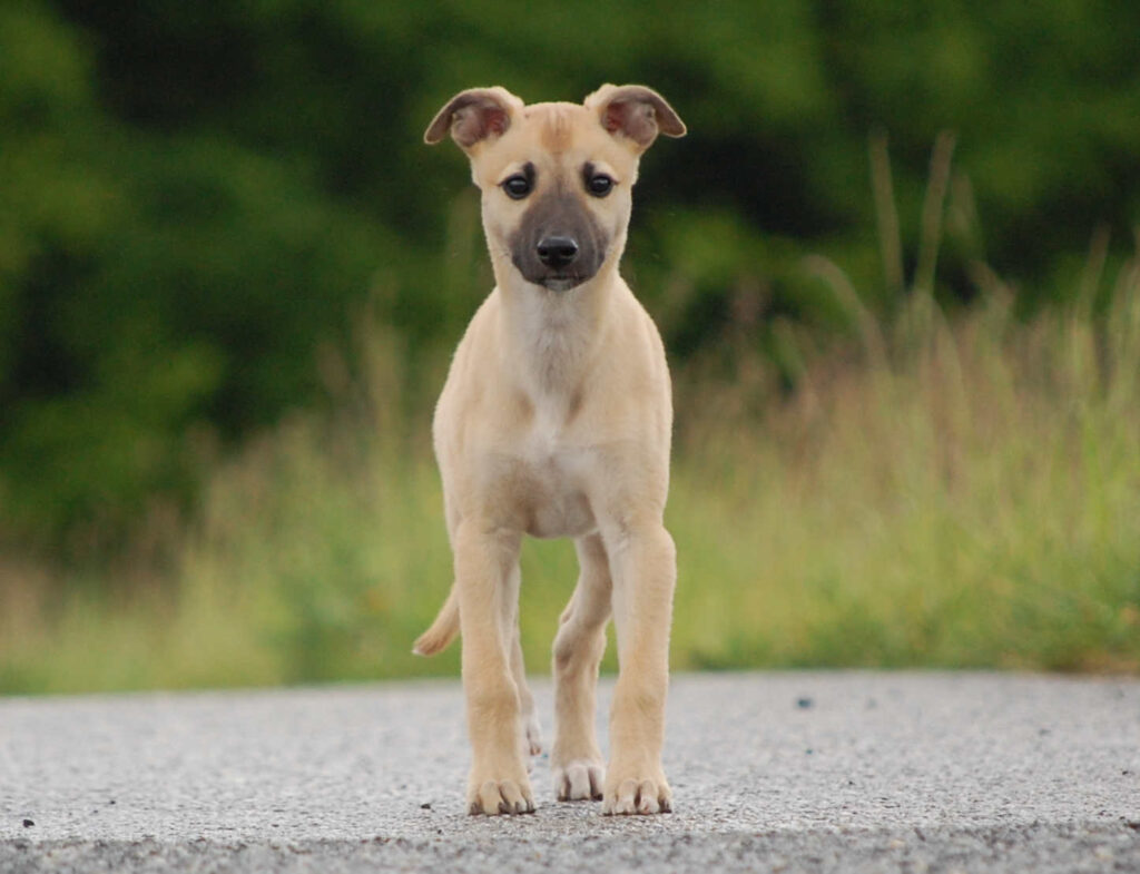 Whippetwelpe Angelas Dream Alfie