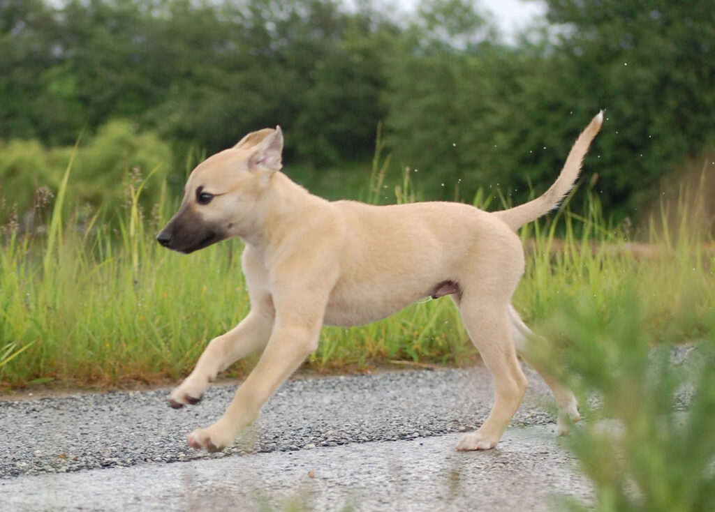 Whippetwelpe Angelas Dream Alfie