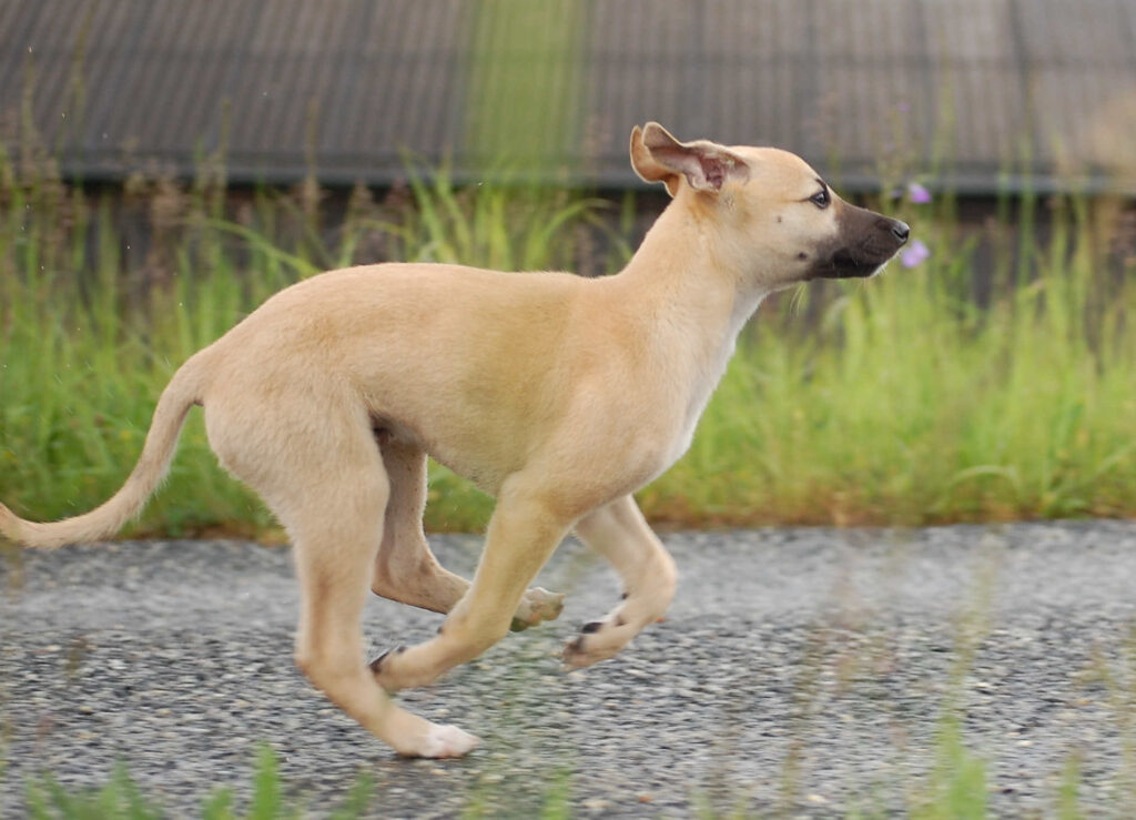 Whippetwelpe Angelas Dream Alfie