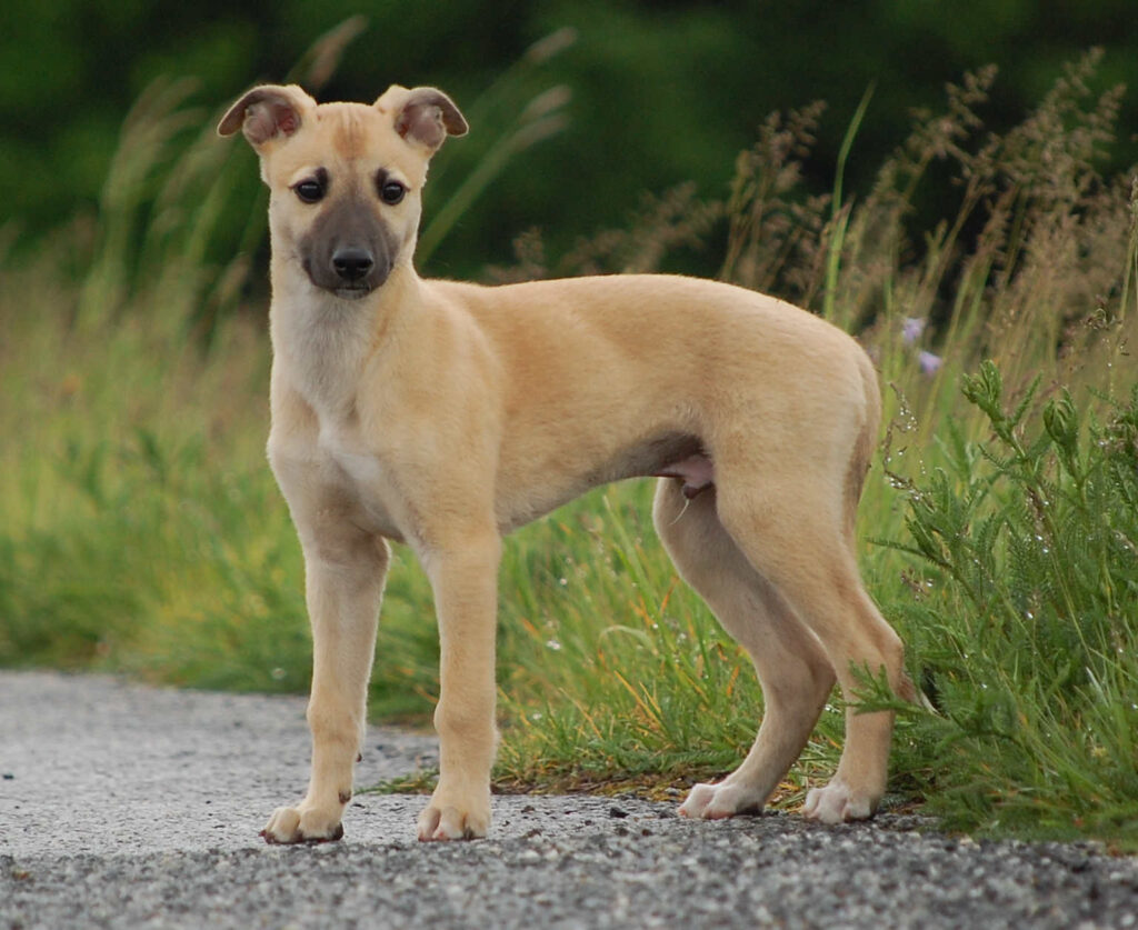 Whippetwelpe Angelas Dream Alfie