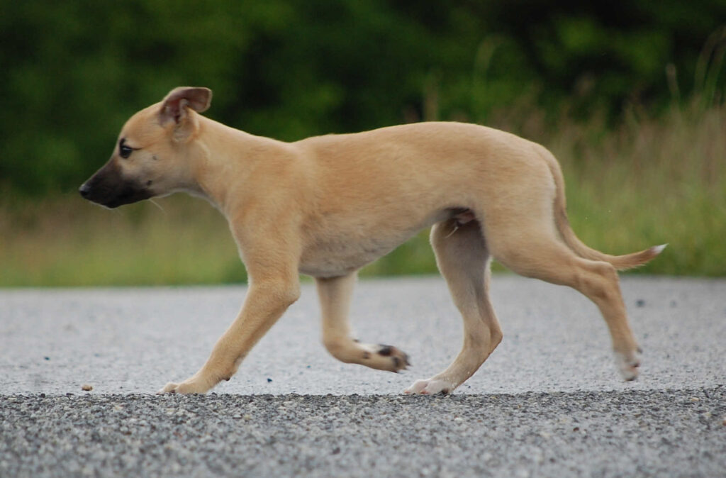 Whippetwelpe Angelas Dream Alfie