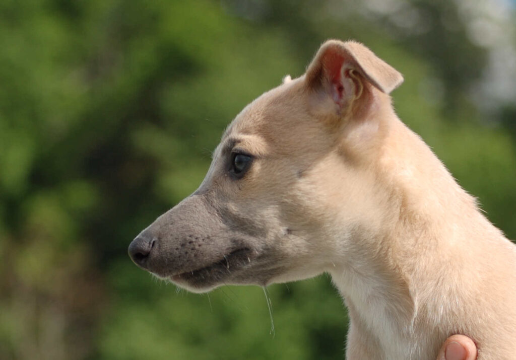 Whippetrüde Angelas Dream Angelo