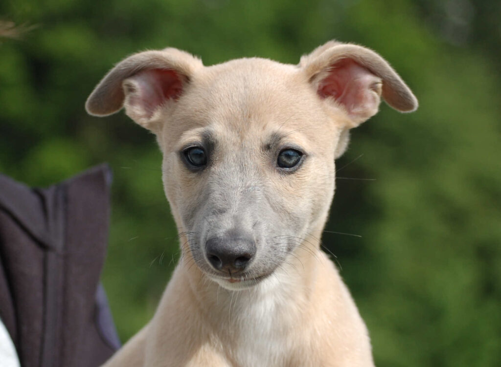 Whippetrüde Angelas Dream Angelo