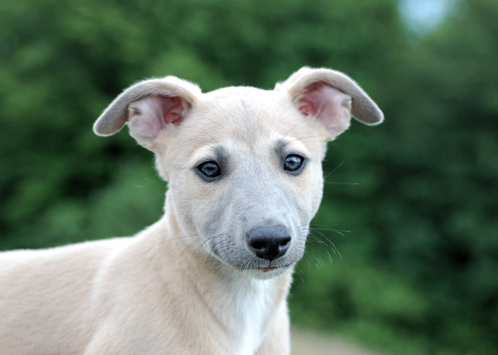 Whippetrüde Angelas Dream Angelo