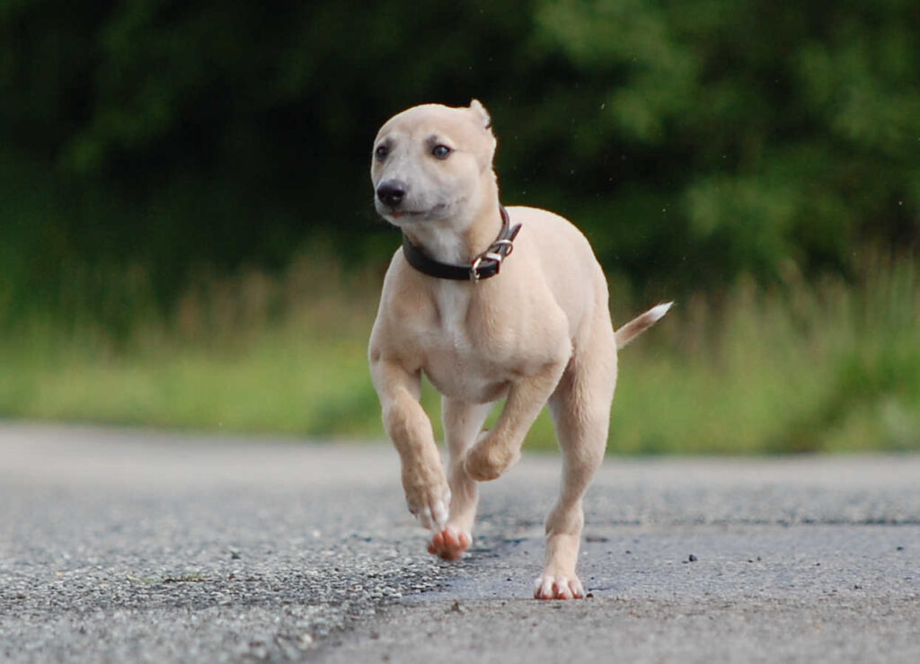 Whippetrüde Angelas Dream Angelo