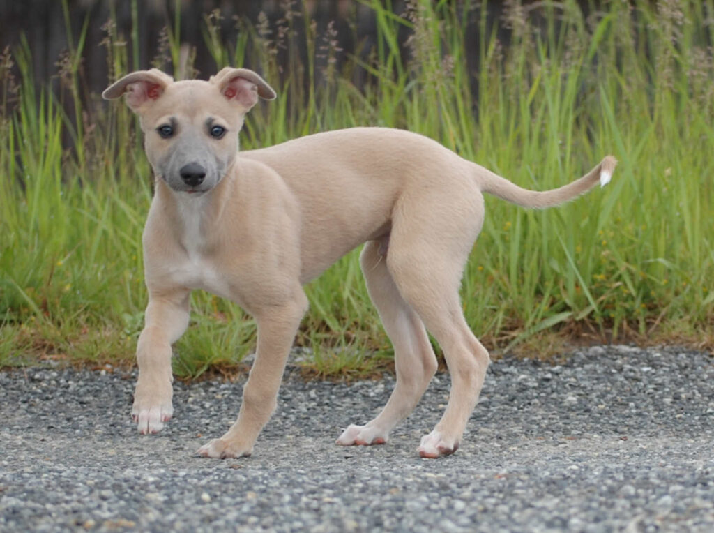 Whippetrüde Angelas Dream Angelo