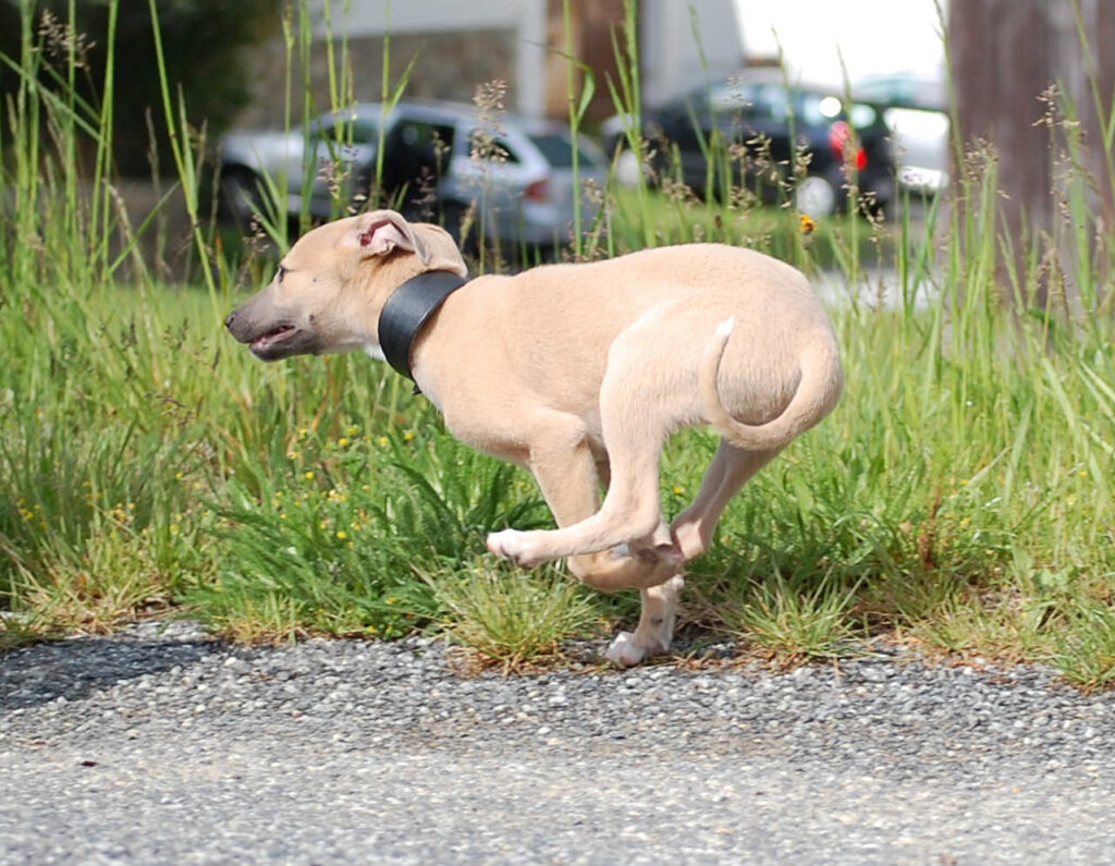 Whippetrüde Angelas Dream Angelo