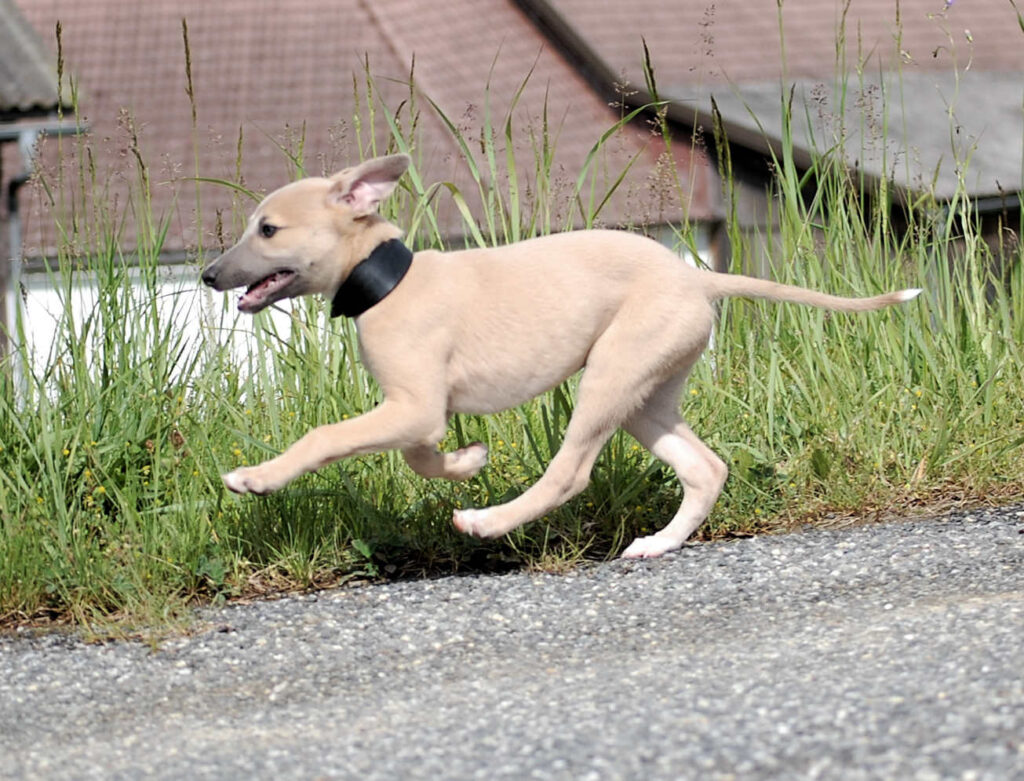 Whippetrüde Angelas Dream Angelo