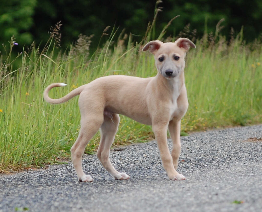 Whippetrüde Angelas Dream Angelo