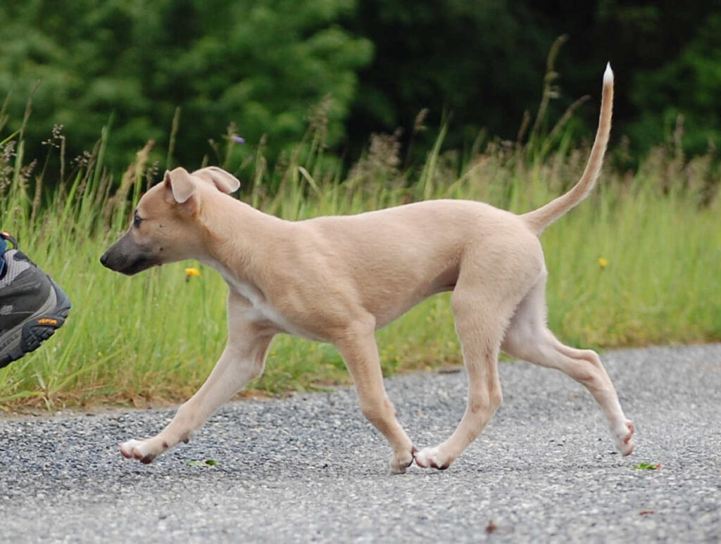 Whippetrüde Angelas Dream Angelo