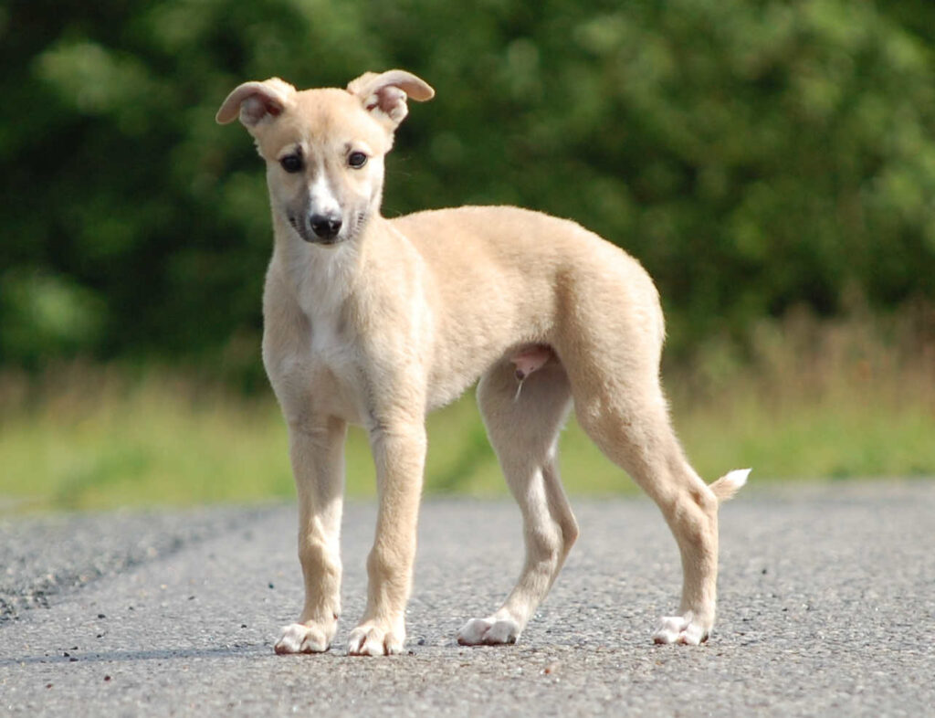 Whippetrüde Angelas Dream Archie