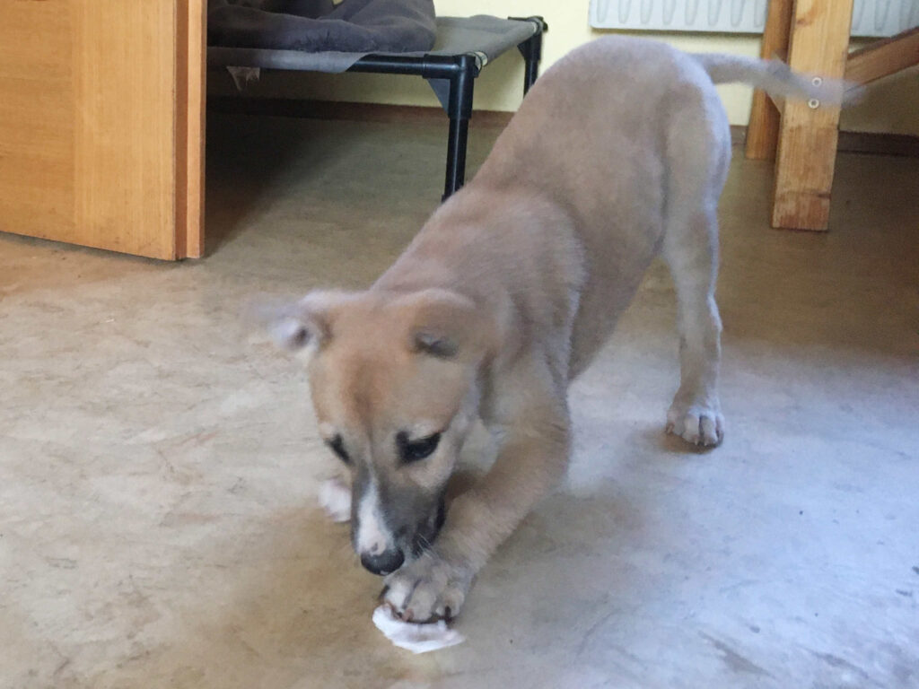 Whippetwelpe Angelas Dream Archie