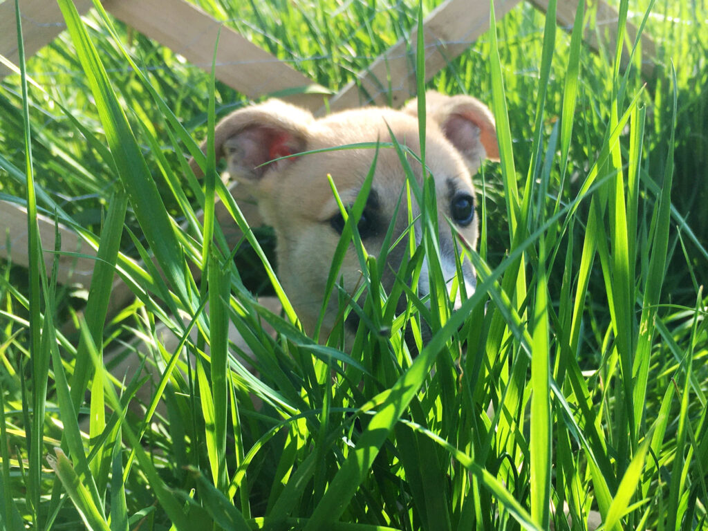 Whippetwelpe Angelas Dream Archie