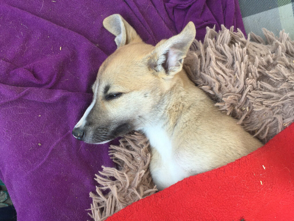 Whippetwelpe Angelas Dream Archie