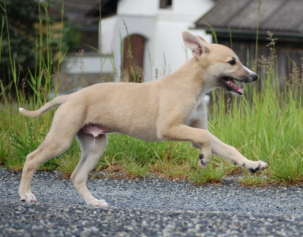 Whippetrüde Angelas Dream Archie