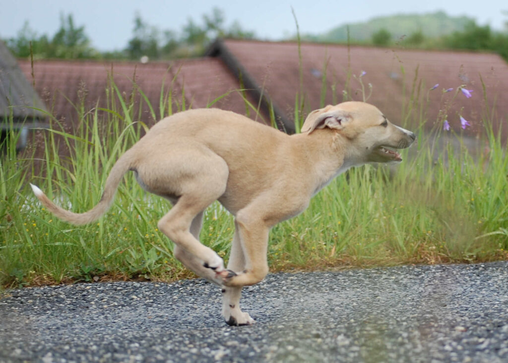 Whippetrüde Angelas Dream Archie