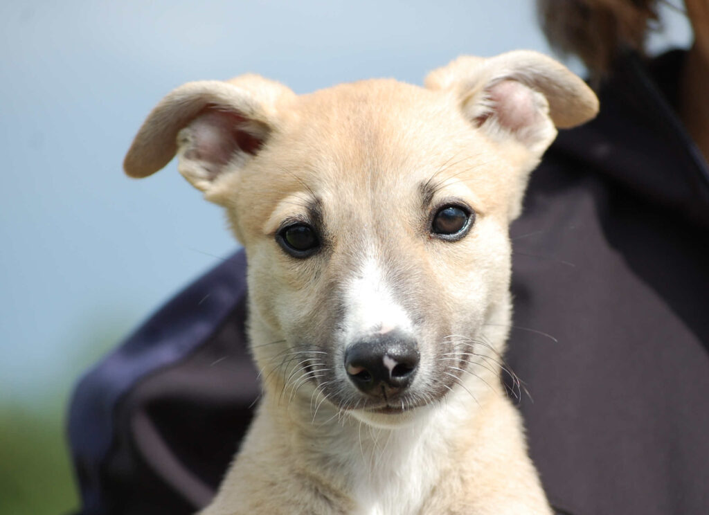 Whippetrüde Angelas Dream Archie