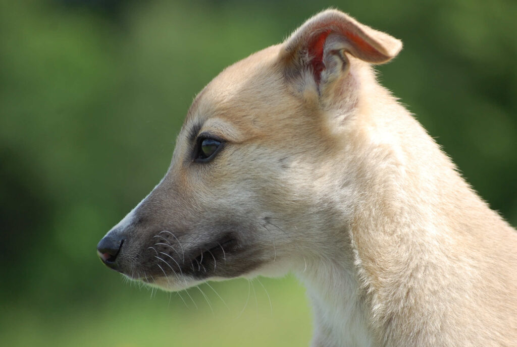 Whippetrüde Angelas Dream Archie