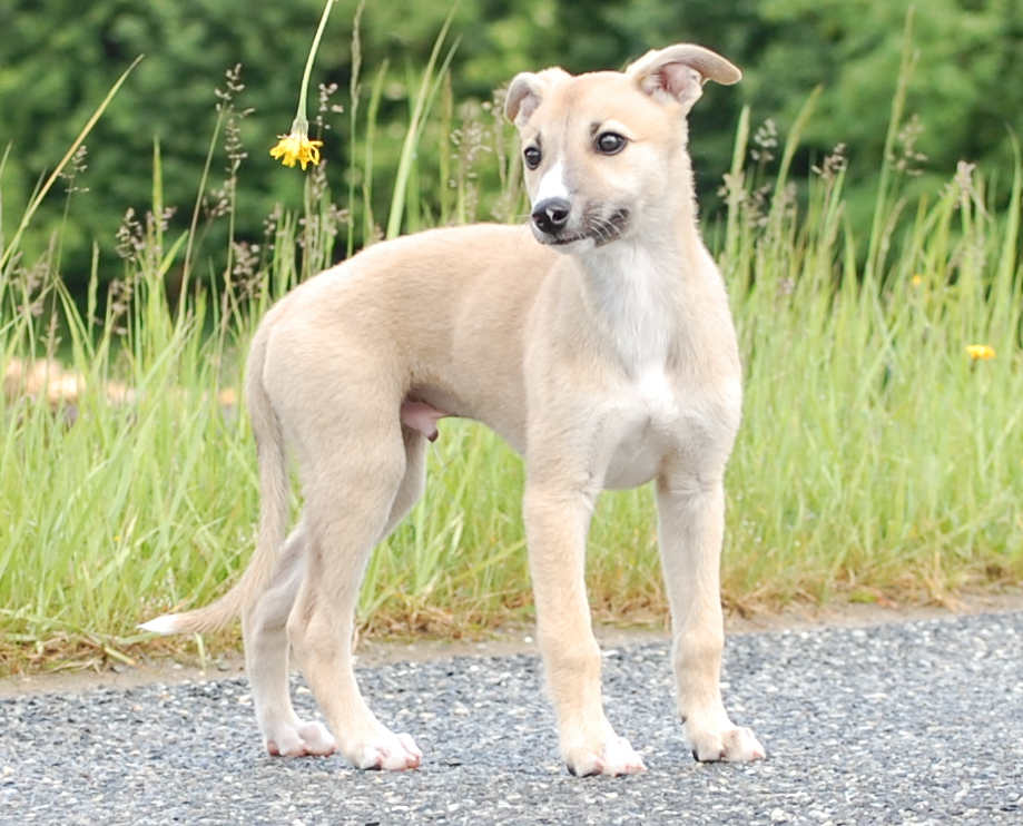 Whippetrüde Angelas Dream Archie