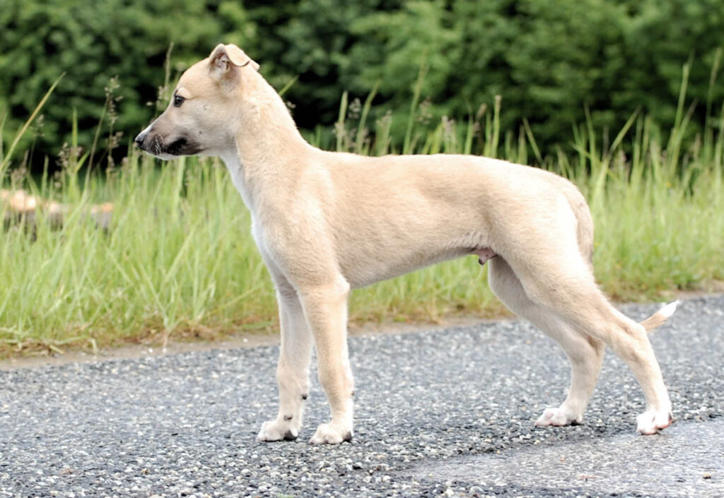 Whippetrüde Angelas Dream Archie