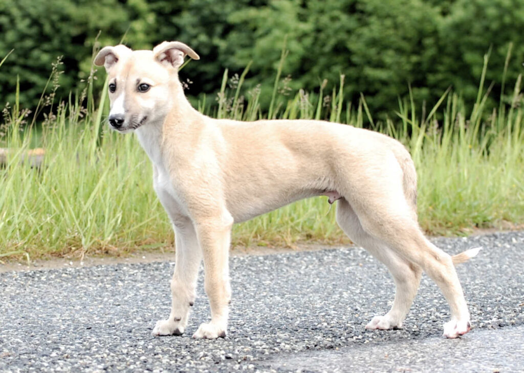 Whippetrüde Angelas Dream Archie