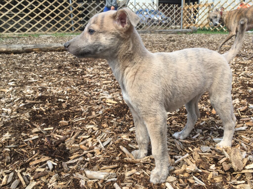 Whippetwelpe Angelas Dream Aladin