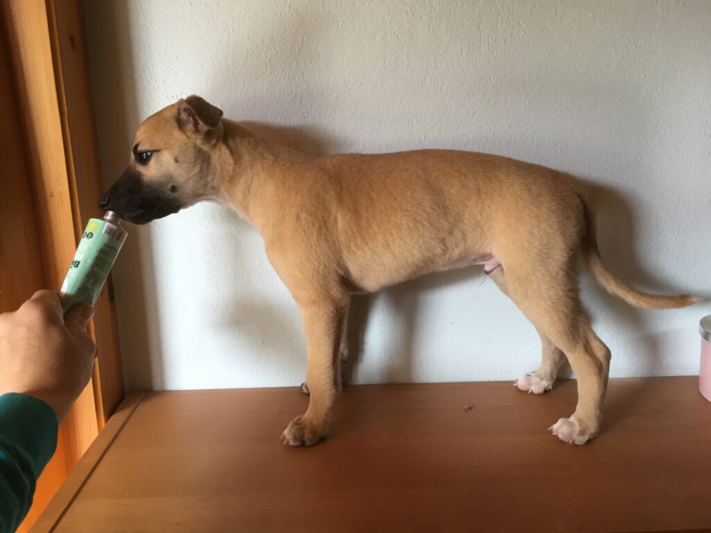 Angelas Dream Alfie Whippetwelpe 7 Wochen alt