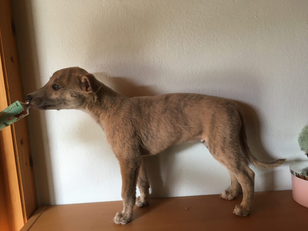 Whippetwelpe Angelas Dream Aladin