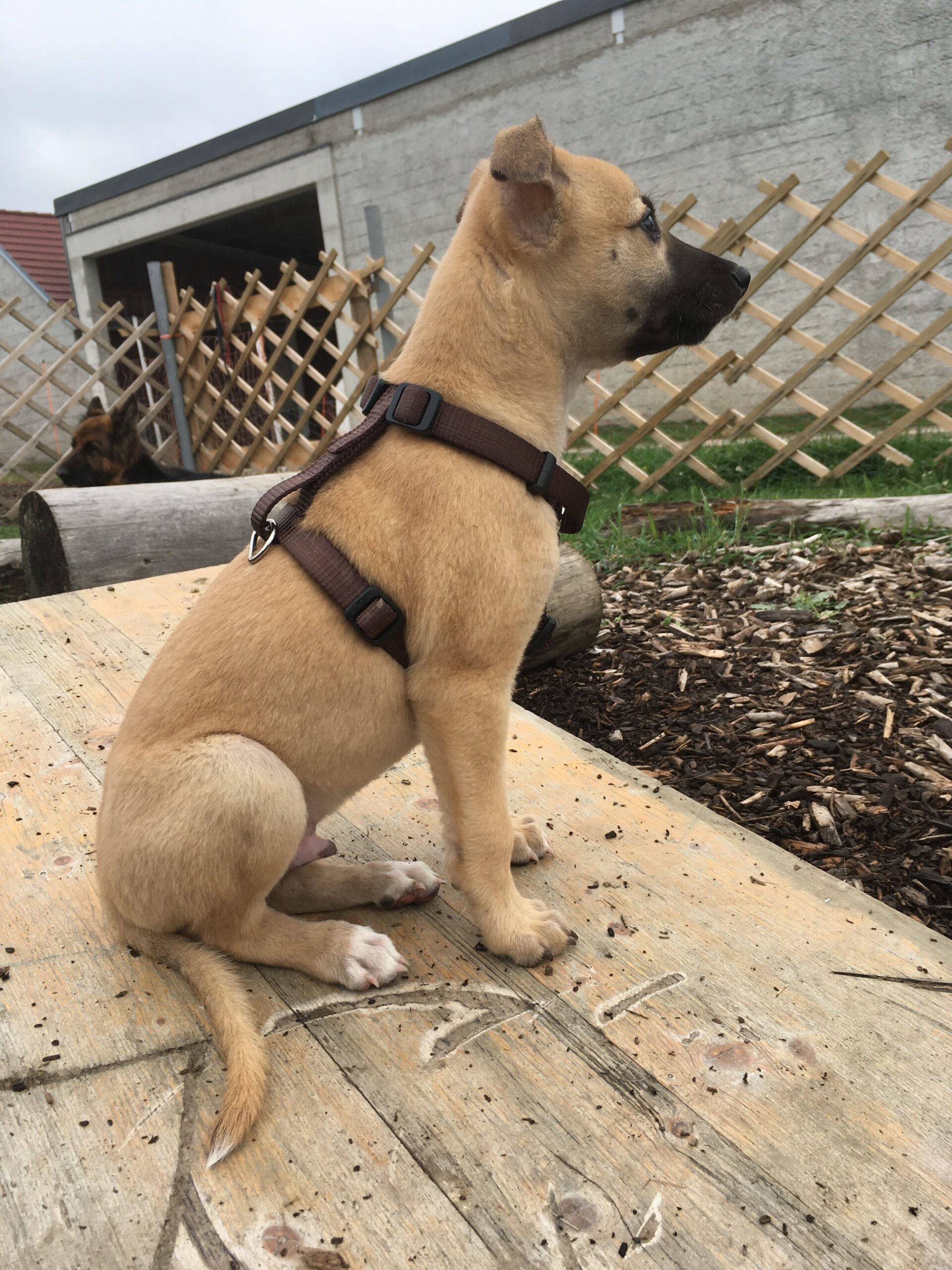 Whippetwelpe Angelas Dream Aflie