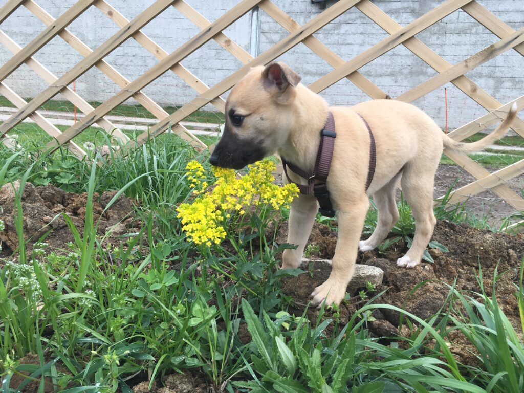 Whippetwelpe Angelas Dream Alfie