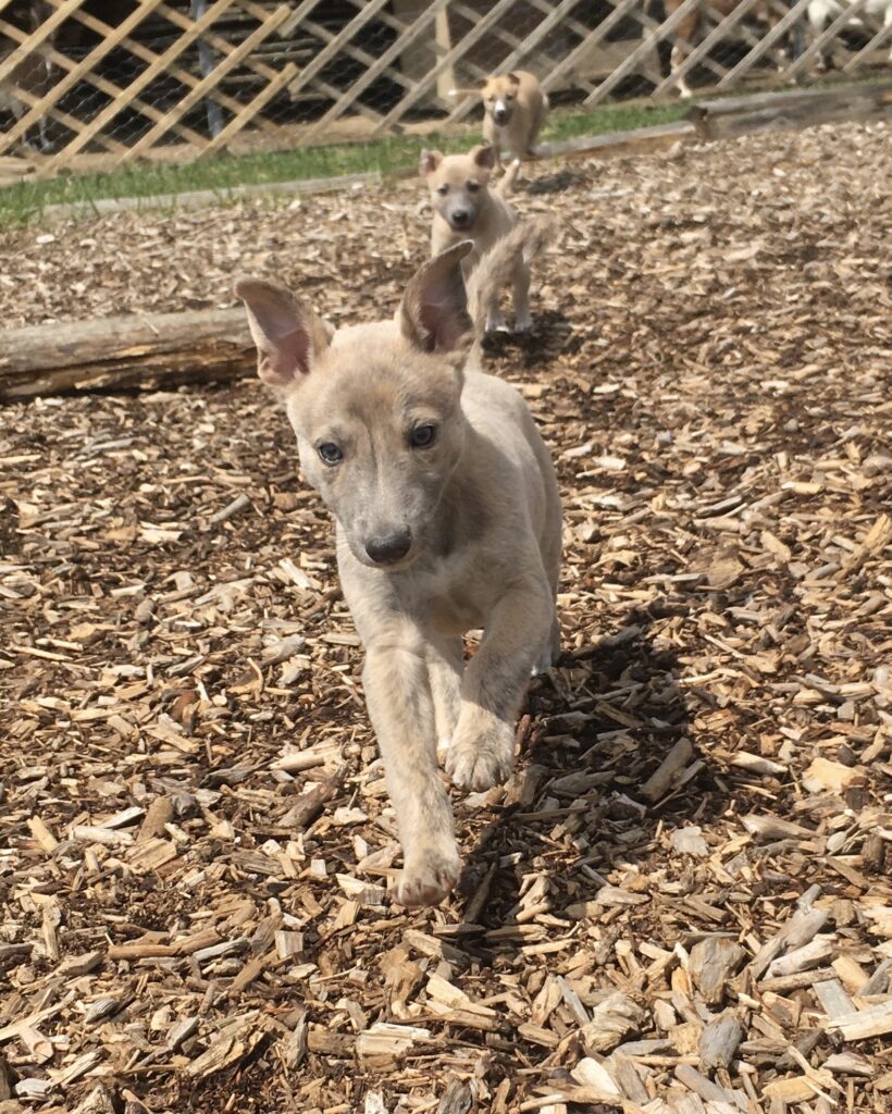 Whippetwelpe Angelas Dream Aladin