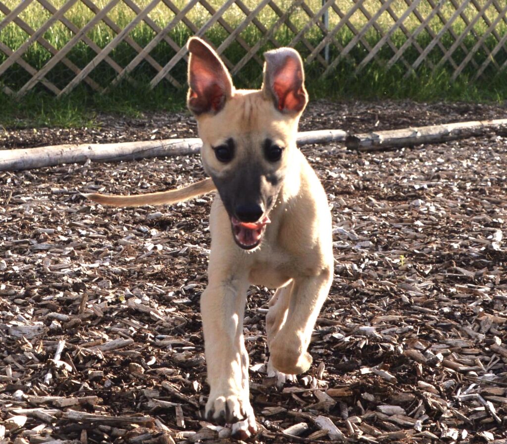 Whippetwelpe Angelas Dream Alfie