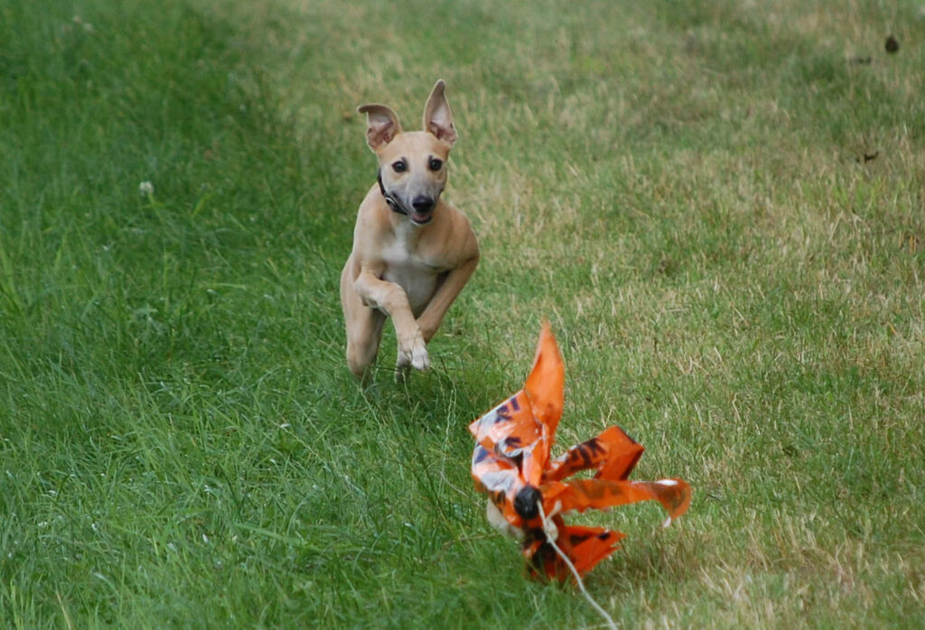 Angelas Dream Angelo rennt