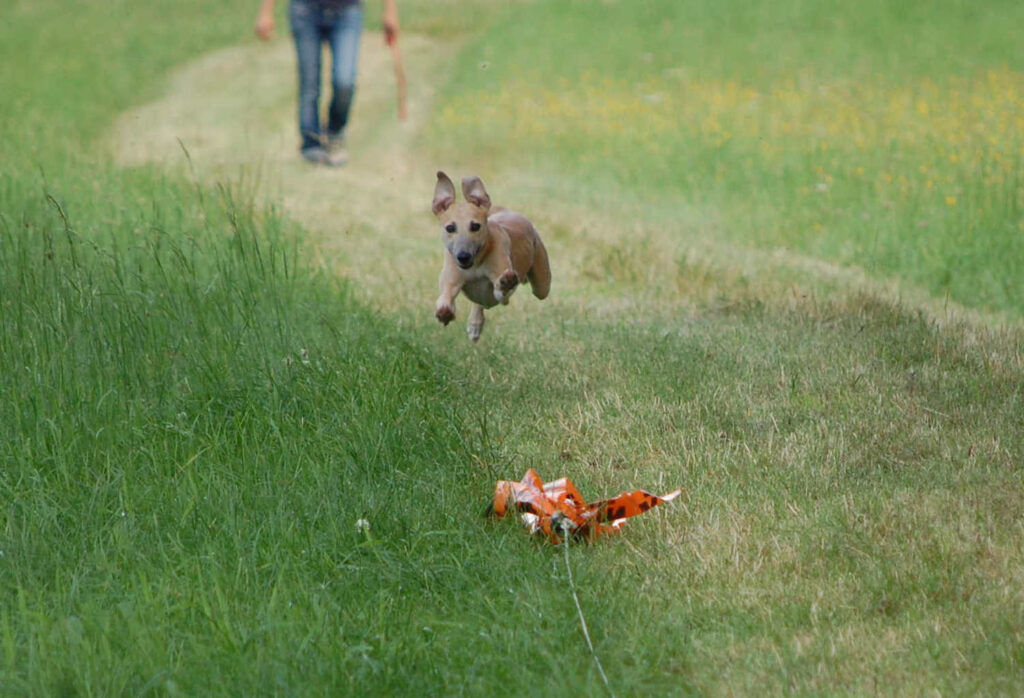 Whippet Angelas Dream Angelo